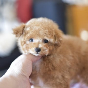 トイプードル(ティーカップ)【茨城県・女の子・2024年11月28日・レッド】の写真「ショッピングローン60回まで」