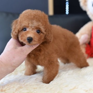 トイプードル(タイニー)【茨城県・男の子・2025年7月29日・レッド】の写真「PayPay使えます　」