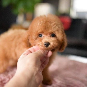 トイプードル(タイニー)【茨城県・男の子・2025年7月29日・レッド(薄め)】の写真「ショッピングローン60回までOK（要審査）」