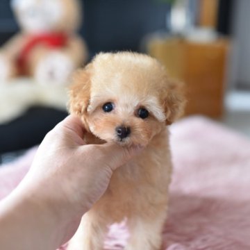ティーカッププードル【茨城県・女の子・2025年8月14日・アプリコット】の写真「PayPay使えます　」