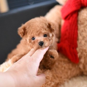 ティーカッププードル【茨城県・男の子・2025年7月18日・レッド】の写真「超可愛いですよ！」