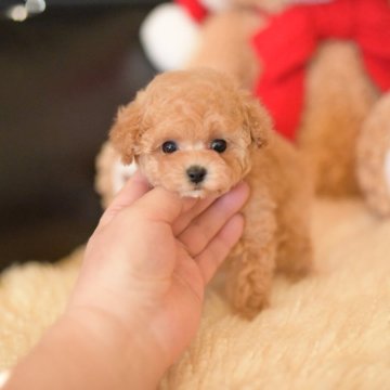 トイプードル(ティーカップ)【茨城県・女の子・2025年10月13日・アプリコット】の写真「PayPay使えます　」