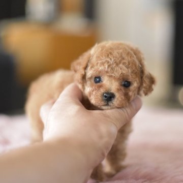 トイプードル(ティーカップ)【茨城県・女の子・2025年7月2日・レッド(薄め)】の写真「PayPay使えます　」