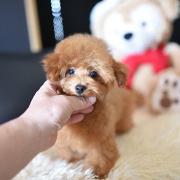 タイニープードル【茨城県・男の子・2025年7月2日・レッド】の写真「ショッピングローン60回までOK」