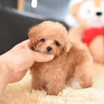 トイプードル(ティーカップ)【茨城県・男の子・2025年8月14日・アプリコット】の写真「子猫のような僕ちゃん」