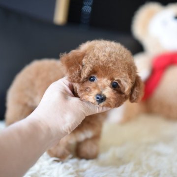 タイニープードル【茨城県・女の子・2025年7月2日・レッド】の写真「PayPay使えます　」