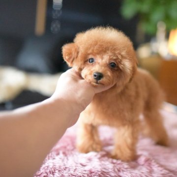 タイニープードル【茨城県・男の子・2025年7月2日・レッド】の写真「ショッピングローン60回までOK」