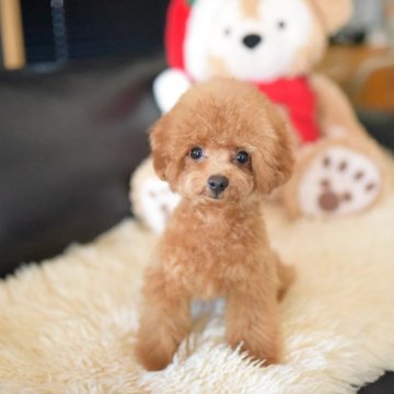 トイプードル(トイ)【茨城県・男の子・2025年7月29日・レッド】の写真「PayPay使えます　」