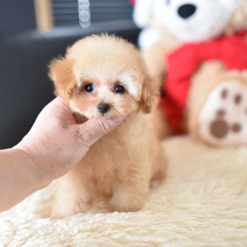 ティーカッププードル【茨城県・女の子・2025年8月14日・アプリコット】の写真「PayPay使えます　」