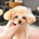 ティーカッププードル