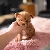 ティーカッププードル