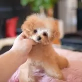 ティーカッププードル