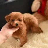 タイニープードル