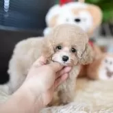 タイニープードル