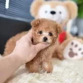 ティーカッププードル