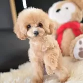 トイプードル(トイ)