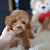 タイニープードル