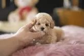 ティーカッププードル