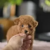 ティーカッププードル【茨城県・男の子・2025年7月2日・レッド】の写真2