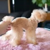 ティーカッププードル【茨城県・男の子・2025年7月18日・アプリコット】の写真6