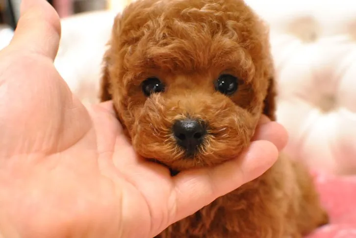 tansoku 様のお迎えした子犬
