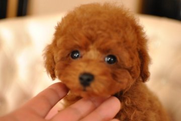 トイプードル(タイニー)【茨城県・女の子・2016年12月27日・レッド】の写真「まつ毛が長い美形のお嬢様(^_-)-☆」