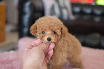 トイプードル(ティーカップ)【茨城県・女の子・2021年10月8日・レッド】の写真「カードで分割選択ＯＫ」
