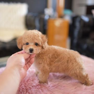 トイプードル(タイニー)【茨城県・男の子・2022年9月11日・アプリコット】の写真「PayPay使えます」