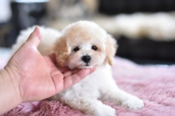 トイプードル(トイ)【茨城県・女の子・2021年2月6日・クリーム】の写真「カードで分割選択ＯＫ」