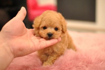 トイプードル(タイニー)【茨城県・男の子・2019年10月27日・アプリコット】の写真「5%還元 キャッシュレス対象店！」