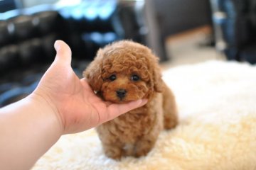 トイプードル(トイ)【茨城県・女の子・2017年11月29日・レッド】の写真「ズッシリとした安心体型(^-^)」