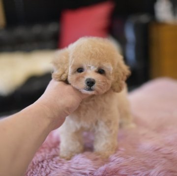 トイプードル(タイニー)【茨城県・女の子・2023年12月11日・アプリコット】の写真「PayPay使えます　」