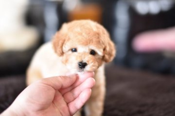 トイプードル(トイ)【茨城県・男の子・2021年1月27日・アプリコット】の写真「クレジットカードで分割払いＯＫ」