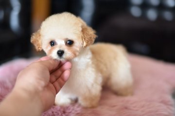 トイプードル(ティーカップ)【茨城県・女の子・2021年1月31日・クリーム】の写真「クレジットカードで分割払いＯＫ」