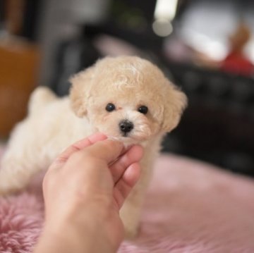 トイプードル(タイニー)【茨城県・男の子・2023年3月21日・クリーム】の写真「クレジットカード分割24回まで」