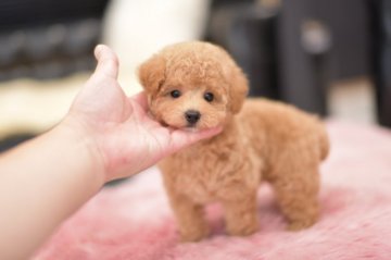 トイプードル(タイニー)【茨城県・男の子・2020年7月22日・アプリコット】の写真「ショッピングローン3回～６０回までOK」