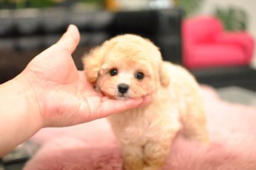 トイプードル(タイニー)【茨城県・男の子・2020年4月15日・クリーム】の写真「ショッピングローン3回～６０回までOK」