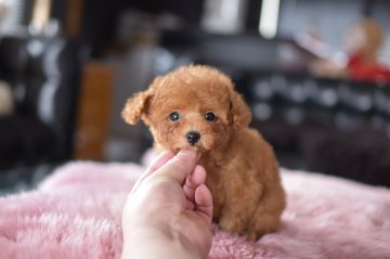 トイプードル(タイニー)【茨城県・男の子・2021年12月17日・レッド】の写真「PayPay使えます」