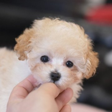 トイプードル(ティーカップ)【茨城県・女の子・2024年1月21日・アプリコット】の写真「まるで子猫ちゃん！」