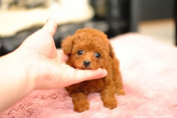 トイプードル(ティーカップ)【茨城県・女の子・2020年2月1日・レッド】の写真「ショッピングローン3回～６０回までOK」