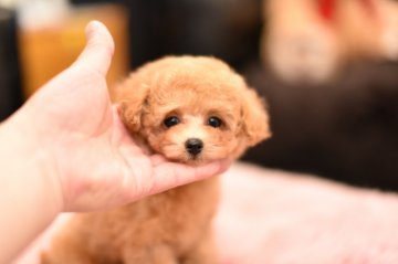 トイプードル(ティーカップ)【茨城県・女の子・2020年12月3日・アプリコット】の写真「クレジットカードで分割払いＯＫ」