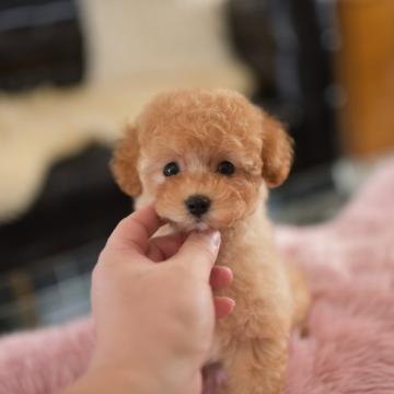 トイプードル(タイニー)【茨城県・男の子・2022年9月15日・アプリコット】の写真「お鼻の短いクマさんタイプ」