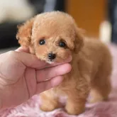 ティーカッププードル【茨城県・男の子・2022年7月12日・アプリコット】の写真1「10/7撮影」