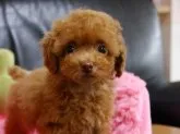 ティーカッププードル【茨城県・女の子・2013年7月23日・うすいレッド】の写真1「10/1撮影」