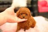タイニープードル【茨城県・男の子・2018年12月29日・レッド】の写真2