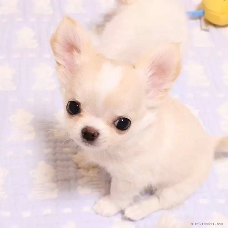 ID:2508-01333の子犬