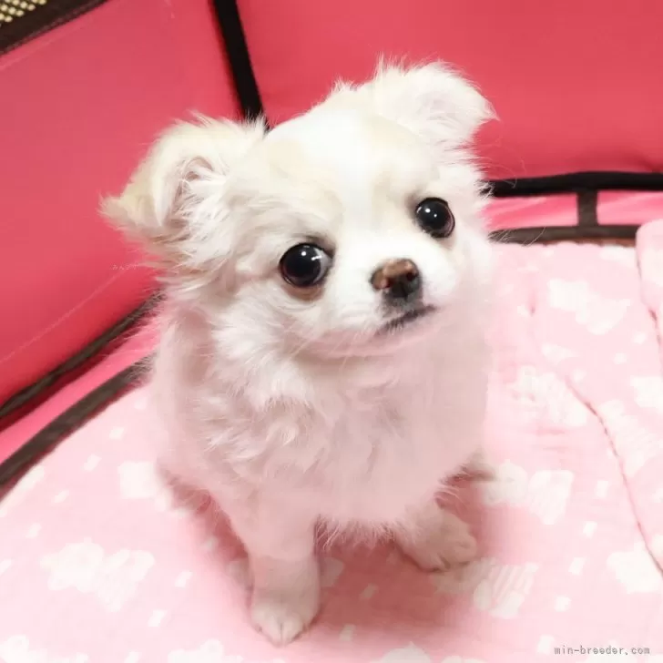 S.N 様のお迎えした子犬