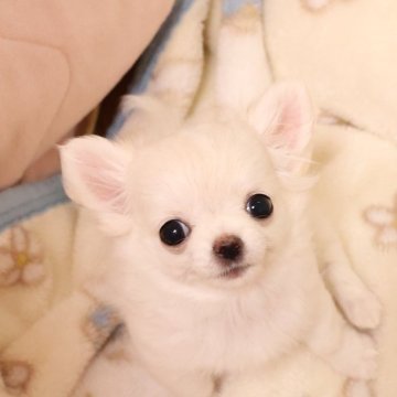 チワワ(ロング)【京都府・男の子・2024年11月15日・ホワイト&クリーム】の写真「赤ちゃんみたいに可愛い男の子です。」