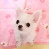 チワワ(ロング)