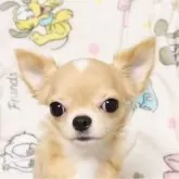 チワワ(ロング)